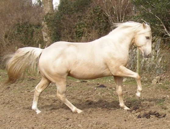 Quarter Horse stallion, Tyree Sunup Zan Parr